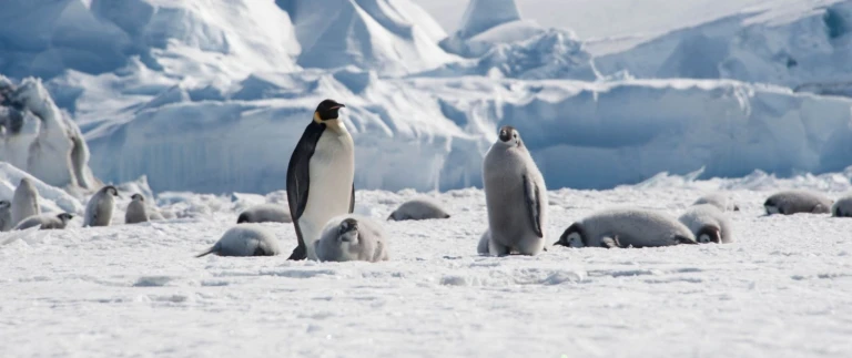 Antarktis und das weddellmeer mit scenic eclipsekaiserpinguine antarktis aspect ratio 1500 630