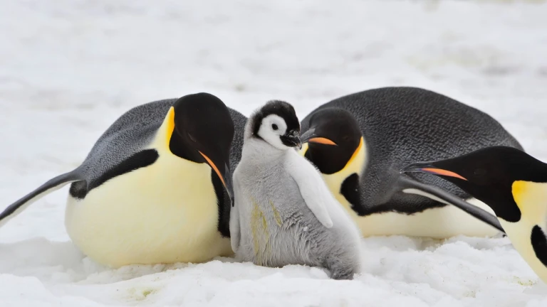 Antarktis und das weddellmeer mit scenic eclipsekaiserpinguine familie