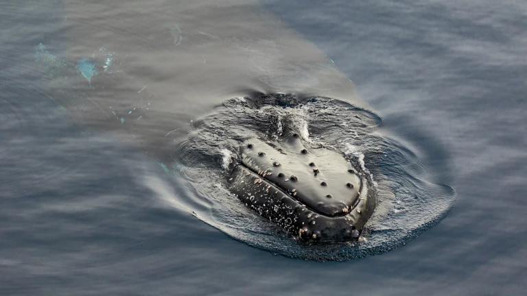 Antarktis und die chilenischen fjorde mit scenic eclipse181115 105201 antarktis scaled