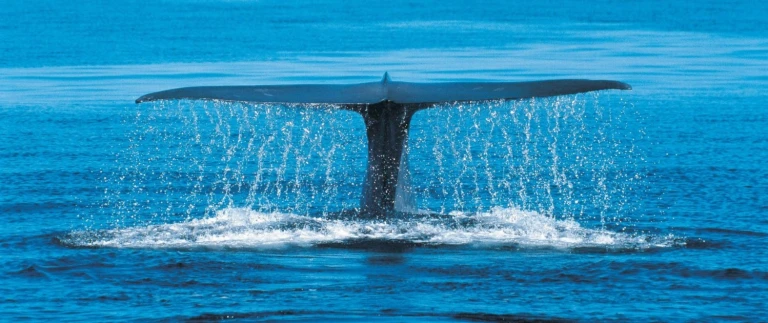 Antarktis und die chilenischen fjorde mit scenic eclipseblauwal aspect ratio 1500 630