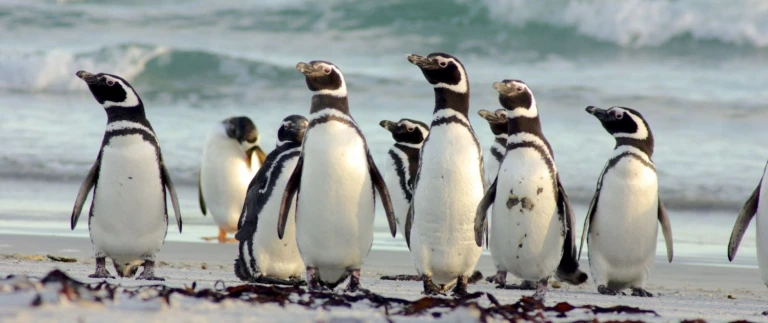 Antarktis und die chilenischen fjorde mit scenic eclipsemagellan pinguin aspect ratio 1500 630 1