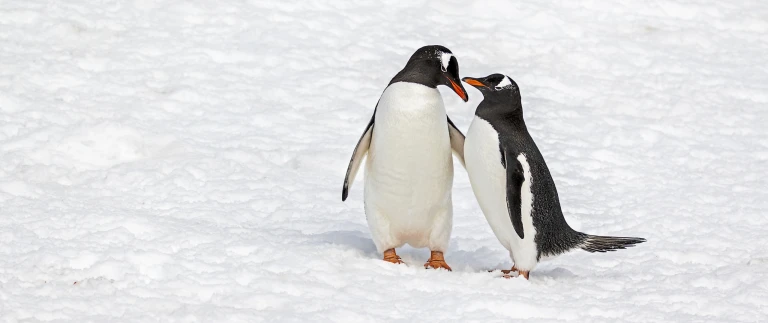 Antarktische halbinsel entdeckung des tiefen suedens181112 141055 antarktis 1 scaled aspect ratio 1500 630 4 scaled