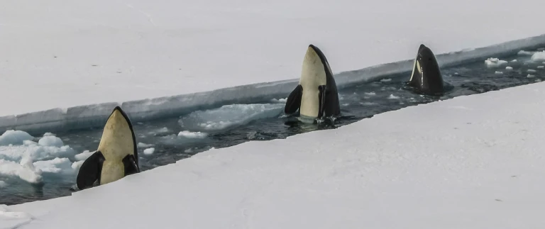 Antarktische halbinsel incl antarctic sundbryan goff wt dwxxcse8 unsplash scaled aspect ratio 1500 630 1 scaled