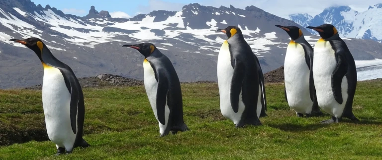 Antarktische halbinsel und suedgeorgiensuedgoergien antarktis koenigspinguine 2 aspect ratio 1500 630