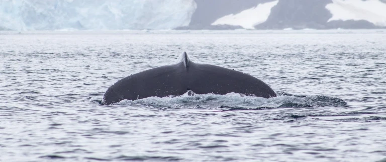 Antarktische halbinsel weihnachten in der antarktisimg 7338 aspect ratio 1500 630 2