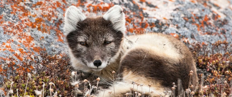 Arktis express kanada das herz der nordwestpassagenordwestpassage abenteuer polarfuchs aspect ratio 1500 630