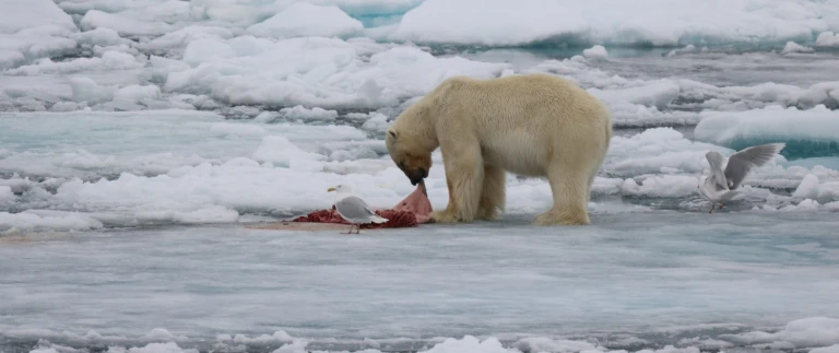 Arktische inseln spitzbergen groenland und island mit scenic eclipsefressender eisbaer min aspect ratio 1500 630