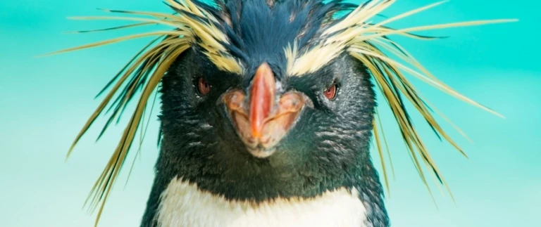 Atlantische odyssee ohne antarktische halbinselfelsenpinguin aspect ratio 1500 630