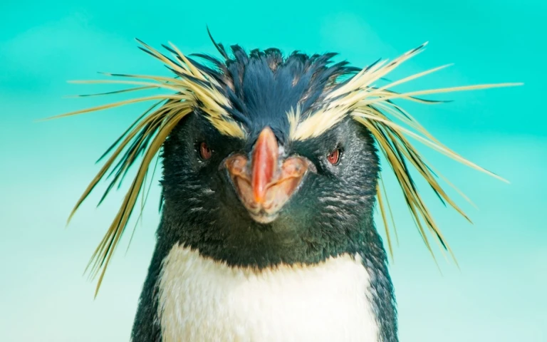 Atlantische odyssee ohne antarktische halbinselfelsenpinguin