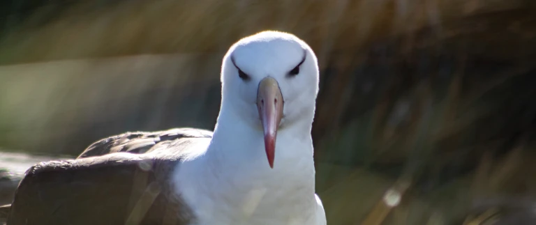 Atlantische odyssee ohne antarktische halbinselimg 9582 2 aspect ratio 1500 630