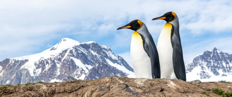 Atlantische odyssee ohne antarktische halbinselsuedgoergien antarktis koenigspinguine 10 aspect ratio 1500 630 3