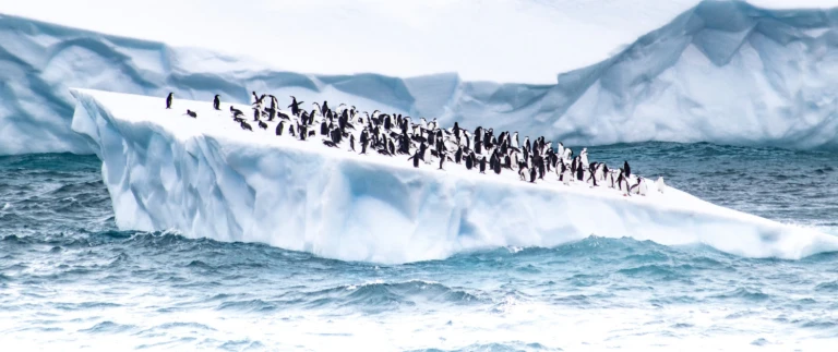 Auf den spuren von jean baptiste charcotpinguine auf eisscholle aspect ratio 1500 630