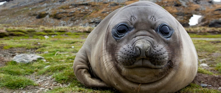 Auf den spuren von shackleton und der endurancesuedgeorgien shutterstock 780200719 scaled aspect ratio 1500 630 5 scaled