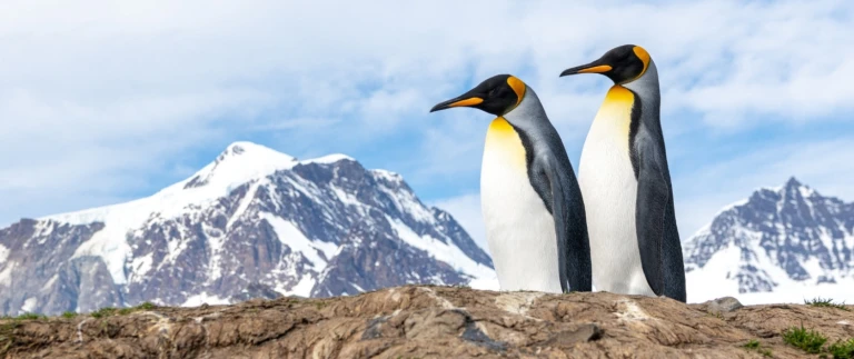 Auf den spuren von shackleton und der endurancesuedgoergien antarktis koenigspinguine 10 aspect ratio 1500 630