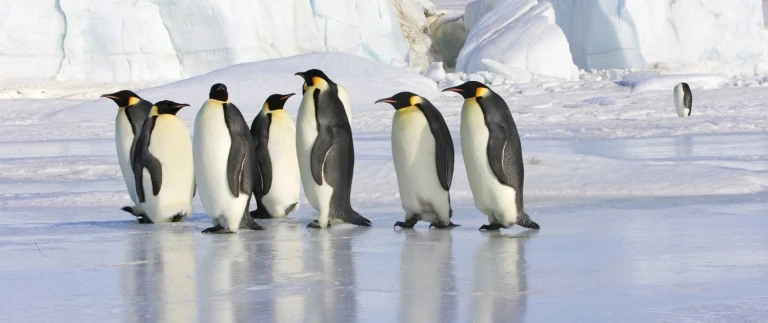 Kaiserpinguine schelfeis