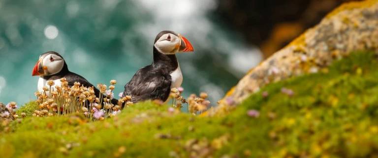 Ausflug auf der irischen seepapageientaucher aspect ratio 1500 630 2