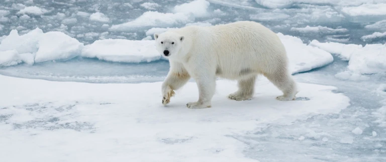 Begegnungen mit den inuit und ihren fruehlingstraditioneneisbaer packeis 1 aspect ratio 1500 630