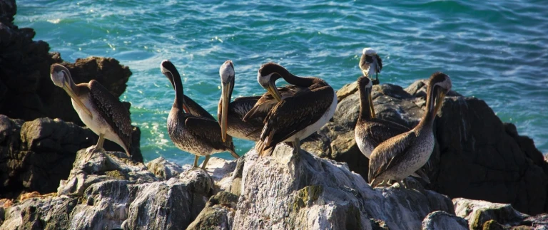 Berauschende westkueste suedamerikasdiogo pereira vina del mar chile aspect ratio 1500 630