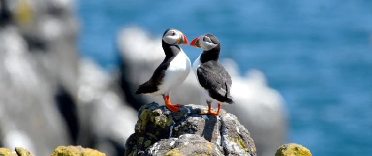 Best of grossbritannien mit hapag lloyd cruises ms europa von hamburg nach hamburgpapageitaucher paar aspect ratio 1500 630