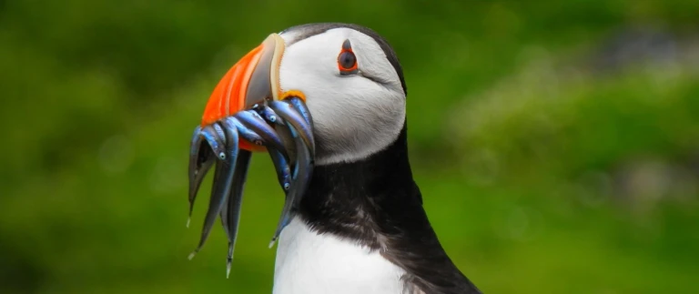 Britische archipele und keltische kuestenjamesglen puffin 1546796 1920 aspect ratio 1500 630