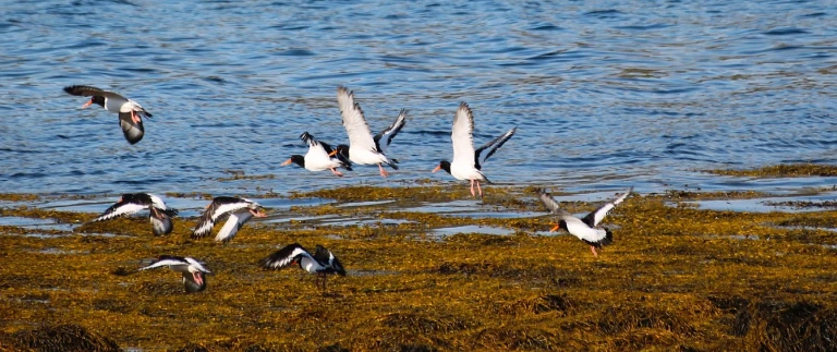 Britische inseln expeditions seereise in die irische seejaxbartram water 3056436 1920 aspect ratio 1500 630 1