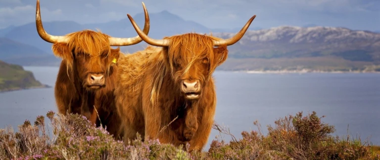 Britische inseln expeditions seereise in die irische seeschottland 1 aspect ratio 1500 630