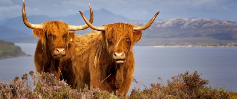 Britisches sommermaerchen ms europa von dublin nach hamburgschottland 1 aspect ratio 1500 630