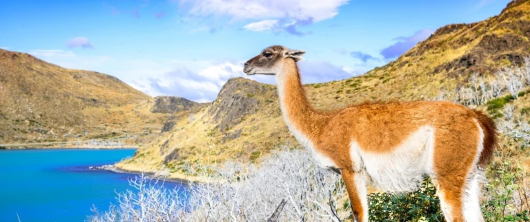 Chilenische fjorde kap hoorn mit scenic eclipsechile guanaco 1 aspect ratio 1500 630