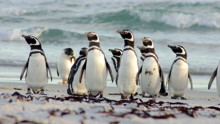 Chilenische fjorde kap hoorn mit scenic eclipsemagellan pinguin