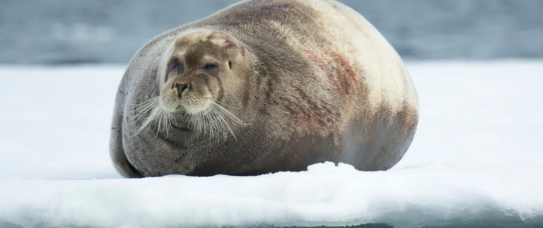 Das beste von spitzbergen abenteuer arktisbartrobbe arktis shutterstock aspect ratio 1500 630 1