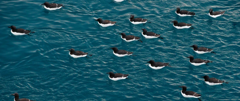 Das beste von spitzbergen abenteuer arktislummen arktis shutterstock aspect ratio 1500 630