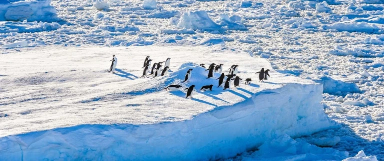 Das epische abenteuer in der antarktis und suedgeorgienpinguine rossmeer antarktis aspect ratio 1500 630