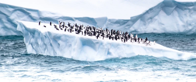 Das ultimative antarktis erlebnispinguine auf eisscholle aspect ratio 1500 630
