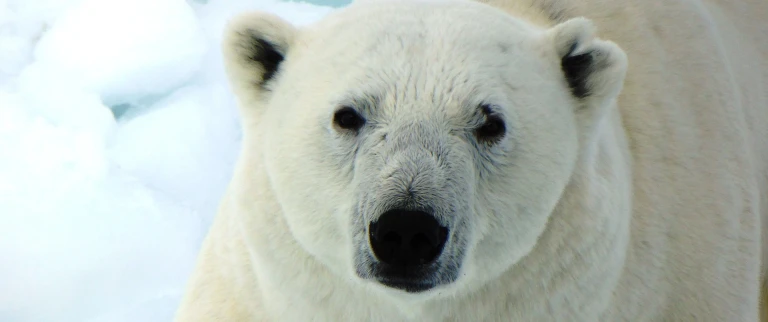 Das unerforschte meereis von nordost groenlandjeeves polar bear 1962503 1920 aspect ratio 1500 630