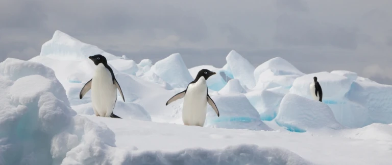 Das weddell meer und larsen schelfeispinguine antarktische halbinsel 3 aspect ratio 1500 630 8