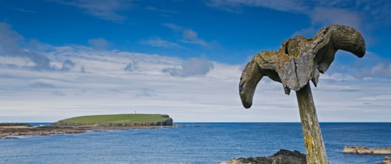 Walknochen in birsay orkney inseln