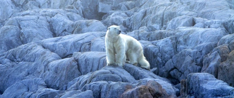Der hohe arktische norden thule und die hans insel mit albatros expeditions ocean albatrosnordwestpassage abenteuer eisbaer auf wanderschaft aspect ratio 1500 630