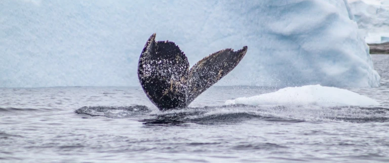 Die antarktis der weisse kontinent mit smithsonian journeysimg 7656 aspect ratio 1500 630 3