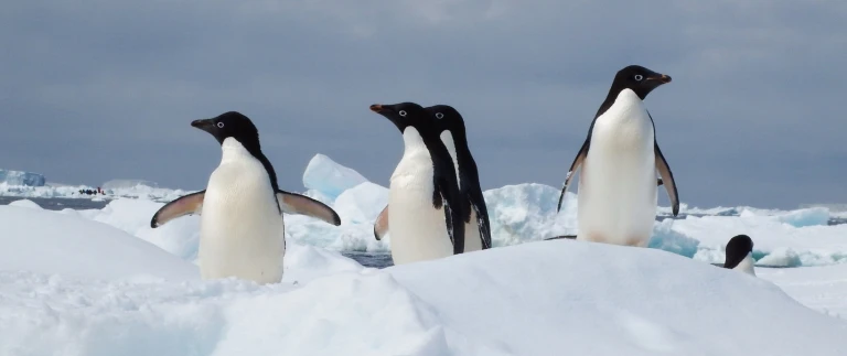 Die antarktis der weisse kontinent mit smithsonian journeyspinguine antarktische halbinsel 4 aspect ratio 1500 630 1