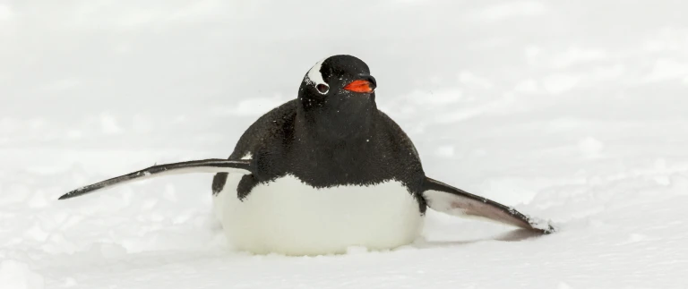 Die antarktische halbinsel beruehrungen mit dem sechsten kontinent181114 100353 antarktis 2 scaled aspect ratio 1500 630 scaled