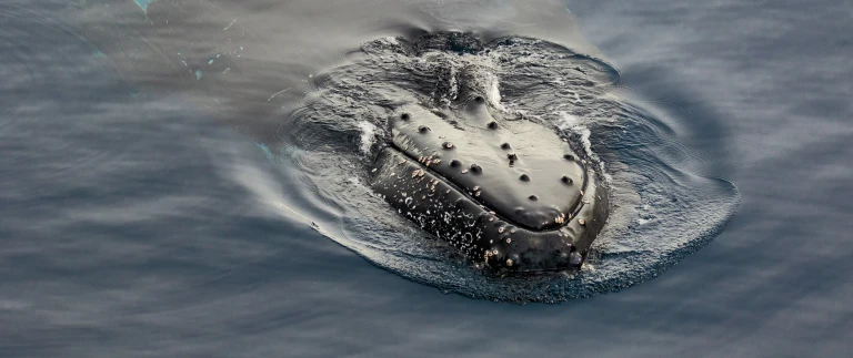 Die antarktische halbinsel beruehrungen mit dem sechsten kontinent181115 105201 antarktis scaled aspect ratio 1500 630 2 scaled