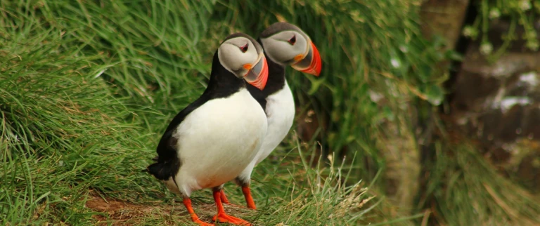 Die bunte vielfalt des koenigreichs mit hapag lloyd cruises ms europa von hamburg nach hamburg nach schottlandpapageitaucher aspect ratio 1500 630
