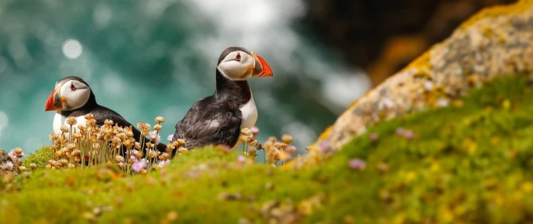 Die hebriden ein archipel voller wilder naturpapageientaucher aspect ratio 1500 630