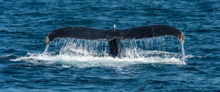 Die inseln des nordatlantiks von reykjavik nach hamburgbuckelwal fluke schwanzflosse aspect ratio 1500 630