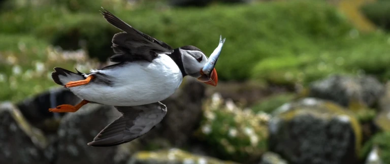 Die inseln des nordatlantiks von reykjavik nach hamburgsharon watters ie8f2bodhn4 unsplash scaled aspect ratio 1500 630 scaled