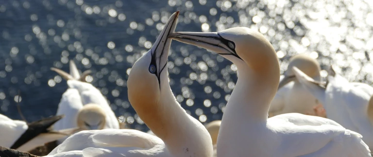 Die juwelen der schottischen inselnbasstoelpel helgoland aspect ratio 1500 630