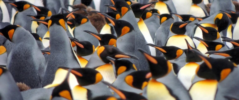 Die natur erwacht zu neuem leben expedition in die antarktis im fruehjahrgeorgia 2608023 1920 1500x630