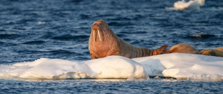 Die nordwest passage von reykjavik nach cambridge baywalrosse auf eisscholle aspect ratio 1500 630