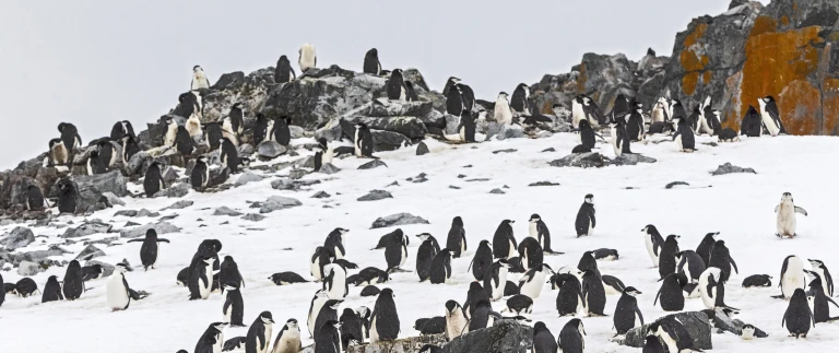 Die ueberquerung des polarkreises suedliche expedition181109 202519 antarktis scaled aspect ratio 1500 630 scaled