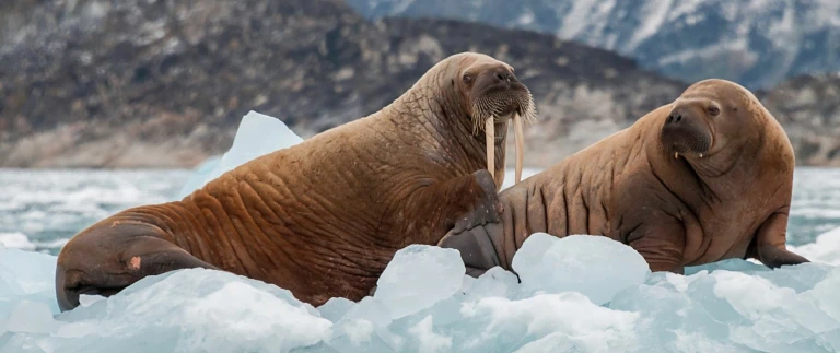 Die ultimative spitzbergen expedition 2shutterstock 1203100042 aspect ratio 1500 630